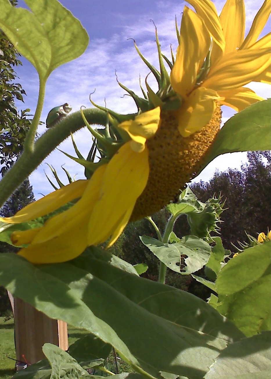Image shows a pic collage of the steps to making dehydrated peach fruit roll ups.